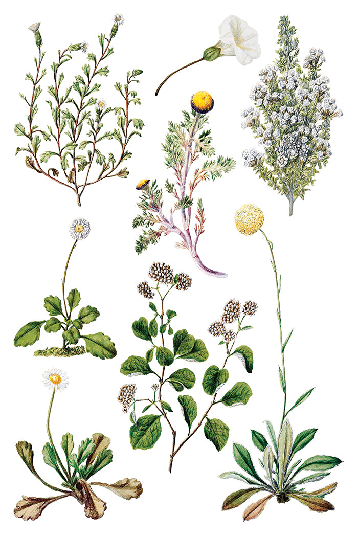 Sarah Featon’s Botanicals IOD Transfer 8x12 Pad™