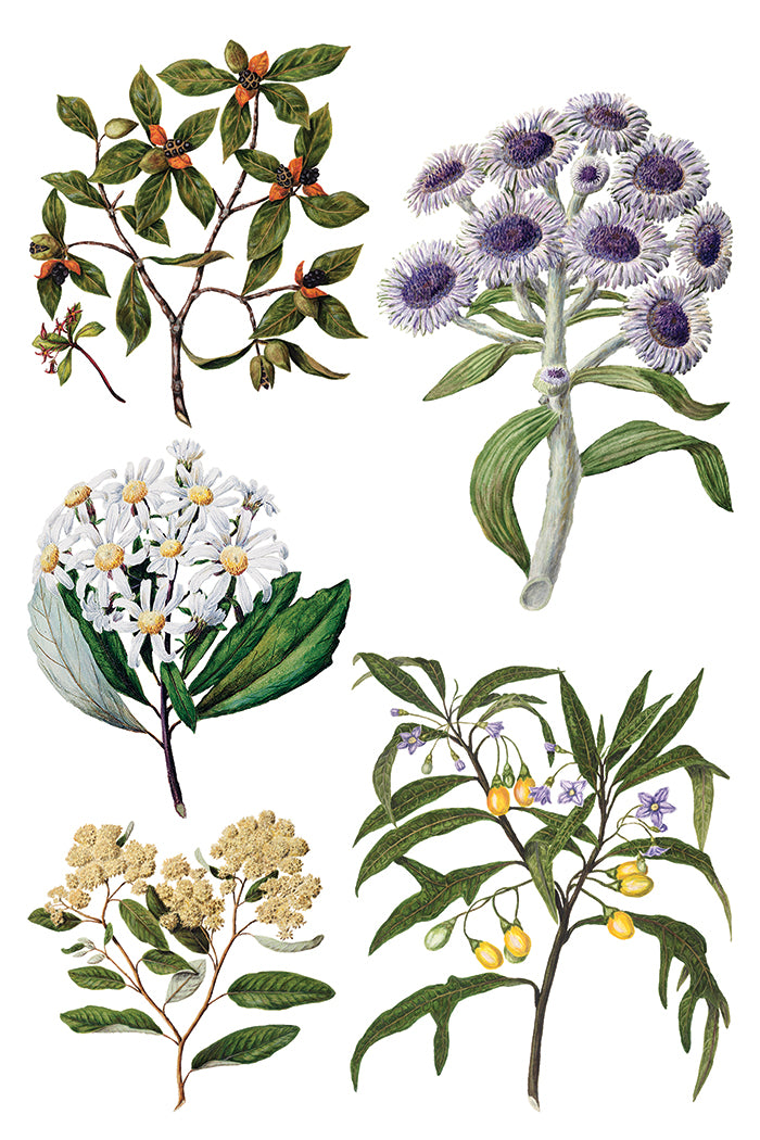 Sarah Featon’s Botanicals IOD Transfer 8x12 Pad™