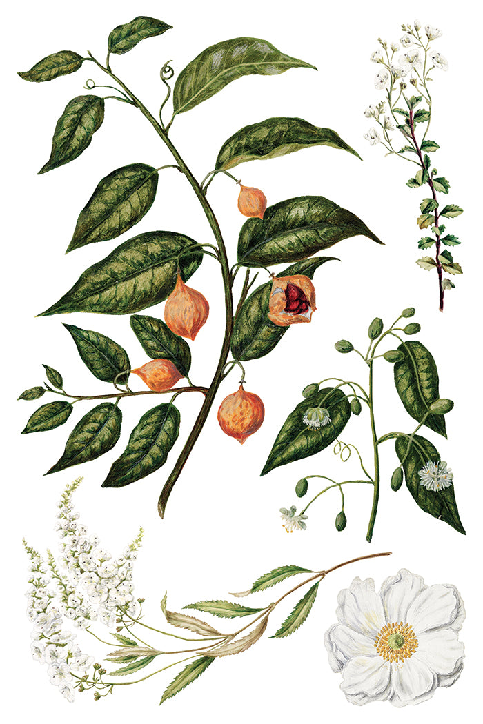 Sarah Featon’s Botanicals IOD Transfer 8x12 Pad™