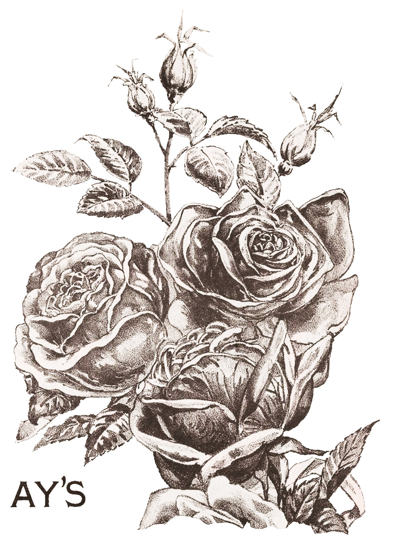 IOD Transfer May's Roses