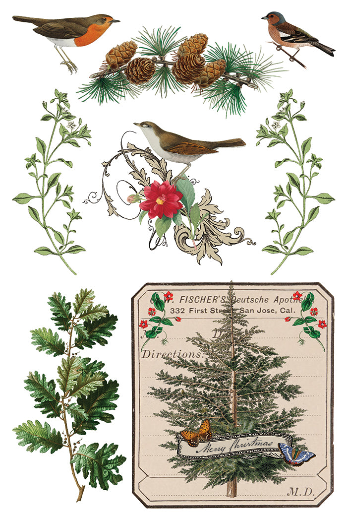 Winter Botanist IOD Transfer