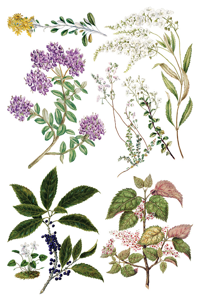 Sarah Featon’s Botanicals IOD Transfer 8x12 Pad™