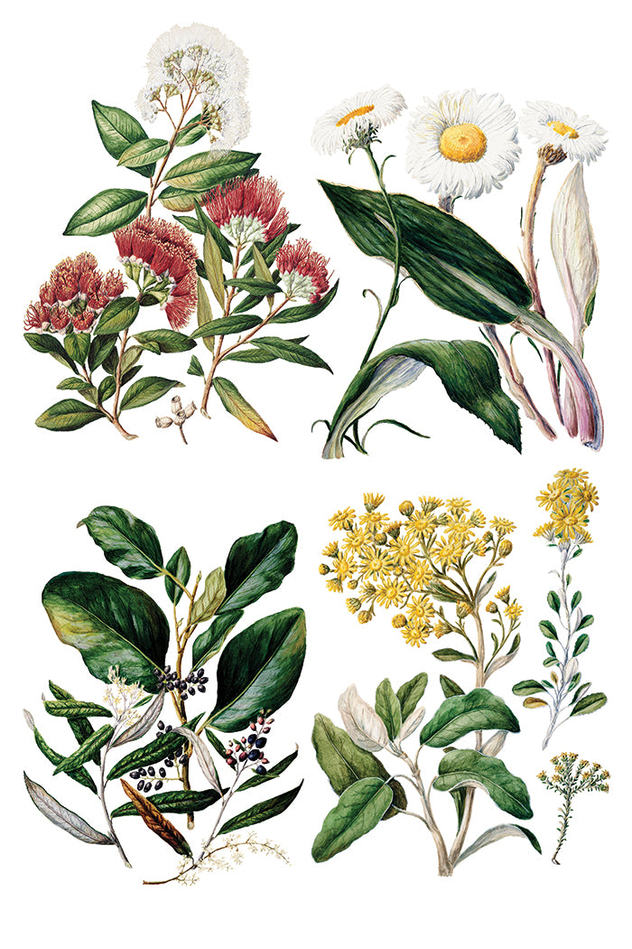 Sarah Featon’s Botanicals IOD Transfer 8x12 Pad™