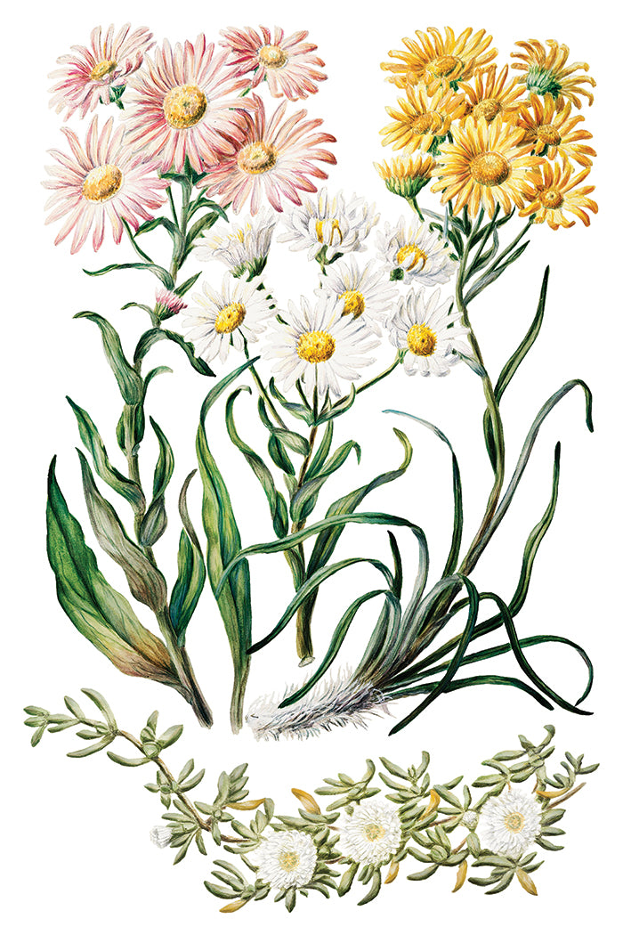 Sarah Featon’s Botanicals IOD Transfer 8x12 Pad™