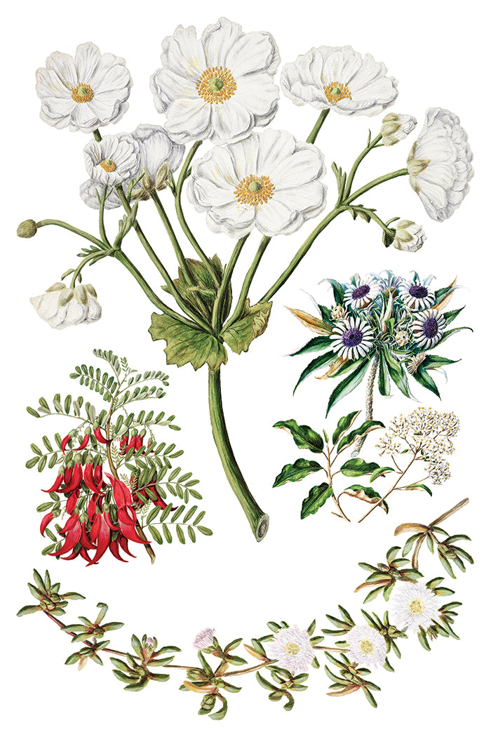 Sarah Featon’s Botanicals IOD Transfer 8x12 Pad™