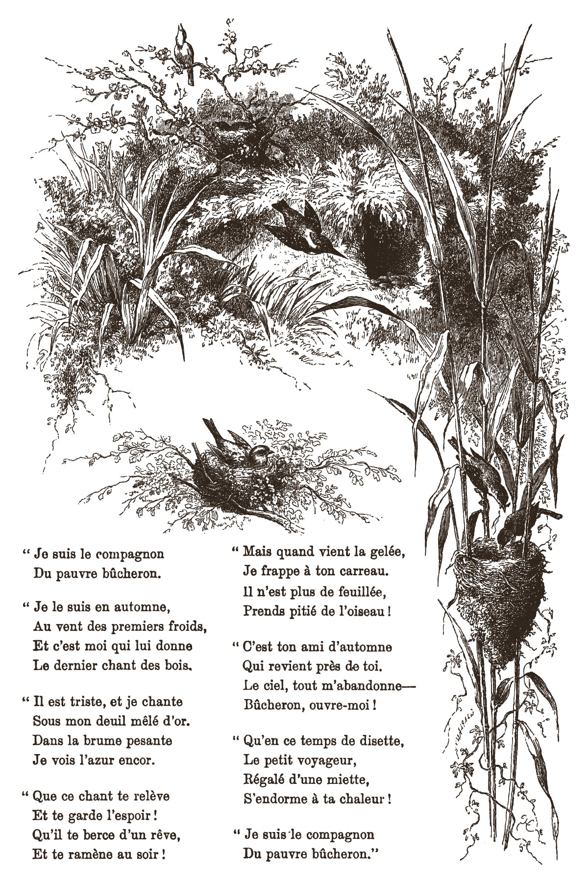 Illustration of birds' nests and birds in a natural setting with text.
