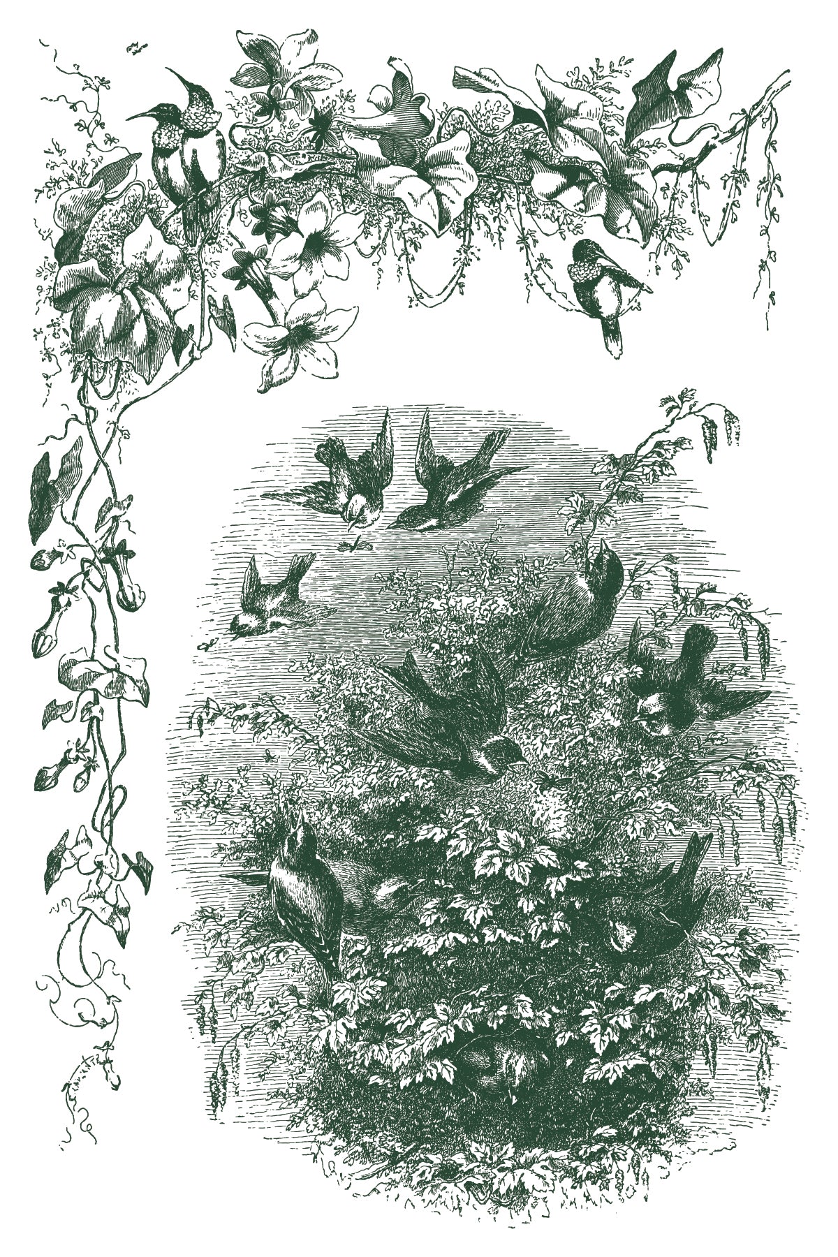 Vintage illustration of birds and foliage with decorative elements