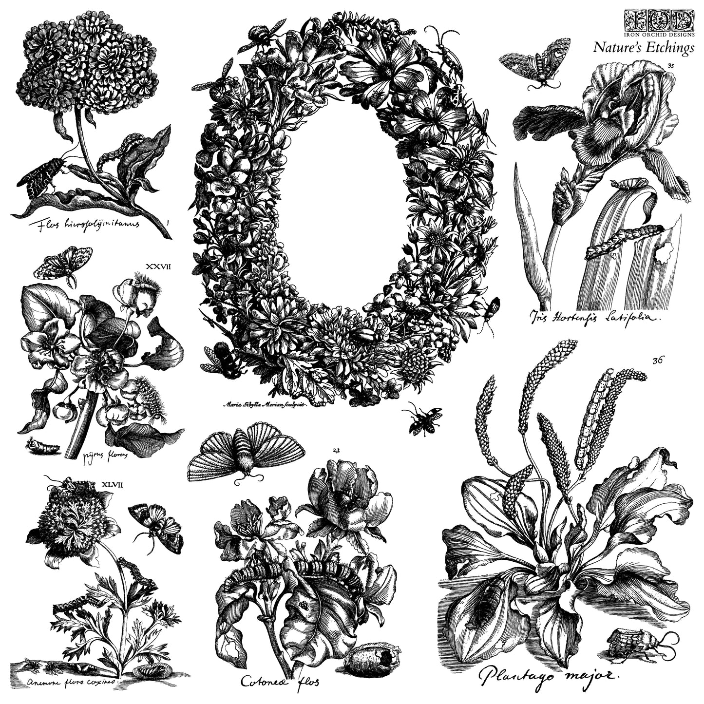Illustrations of flowers, plants, and butterflies in black and white on a white background.