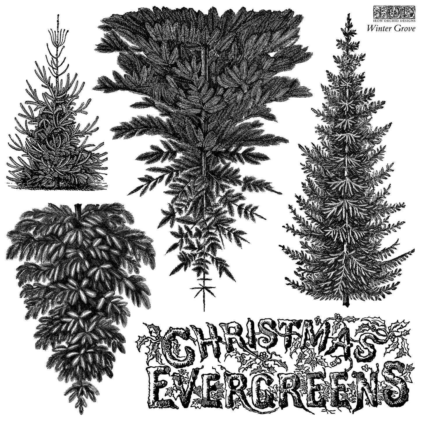 Black and white vintage-style illustration of four different Christmas evergreen trees with decorative text reading 'CHRISTMAS EVERGREENS' and 'Winter Grove' in the upper right.