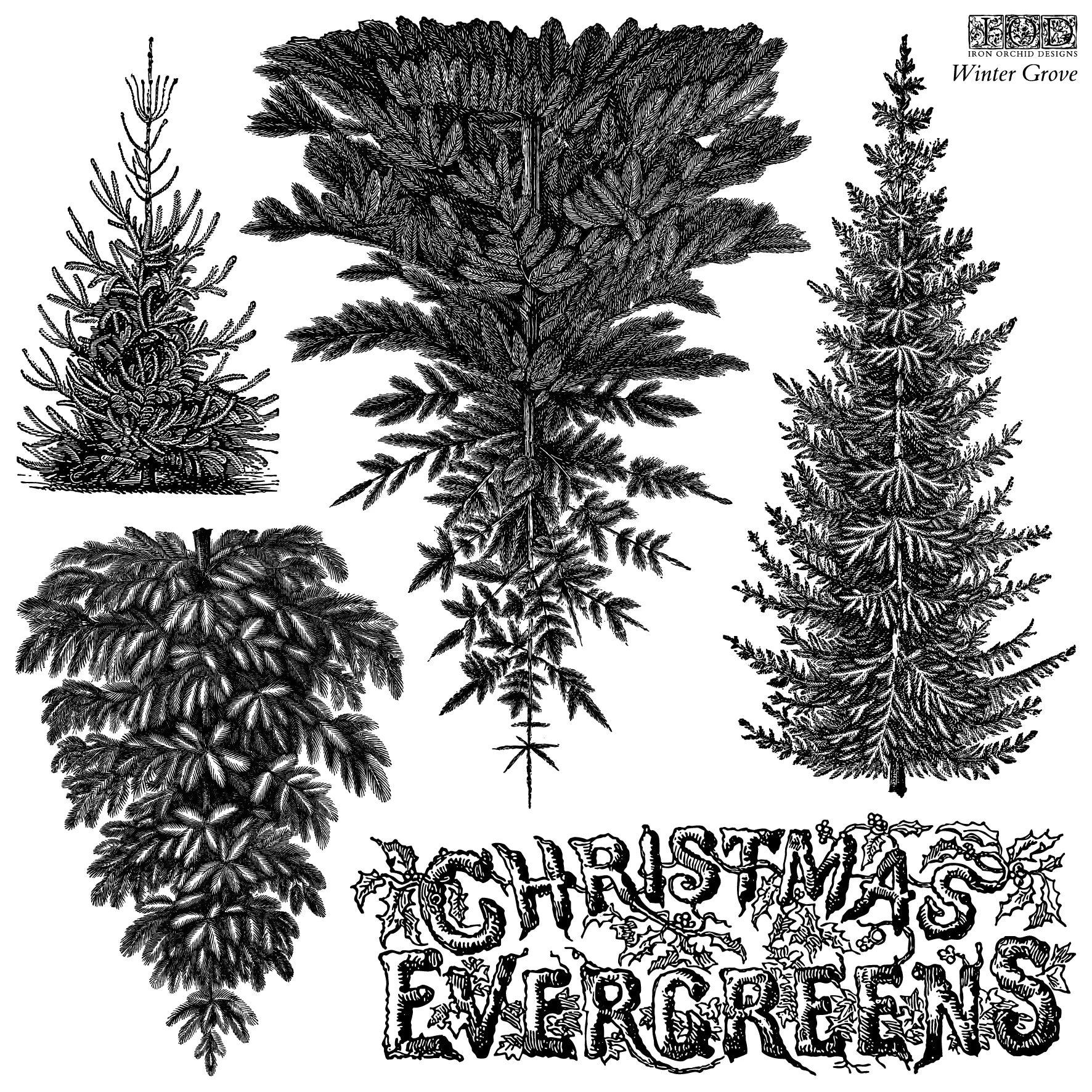 Black and white vintage-style illustration of four different Christmas evergreen trees with decorative text reading 'CHRISTMAS EVERGREENS' and 'Winter Grove' in the upper right.