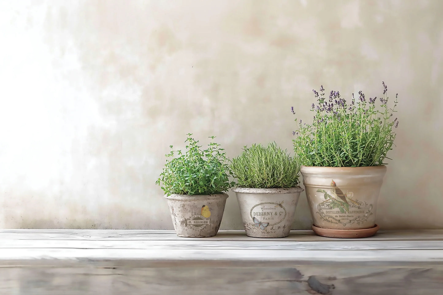 Three potted plants on a windowsill with a neutral background