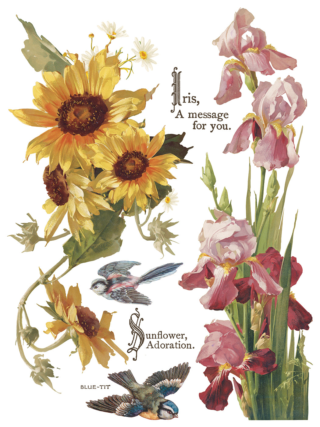 Illustration of sunflowers and irises with text on a white background