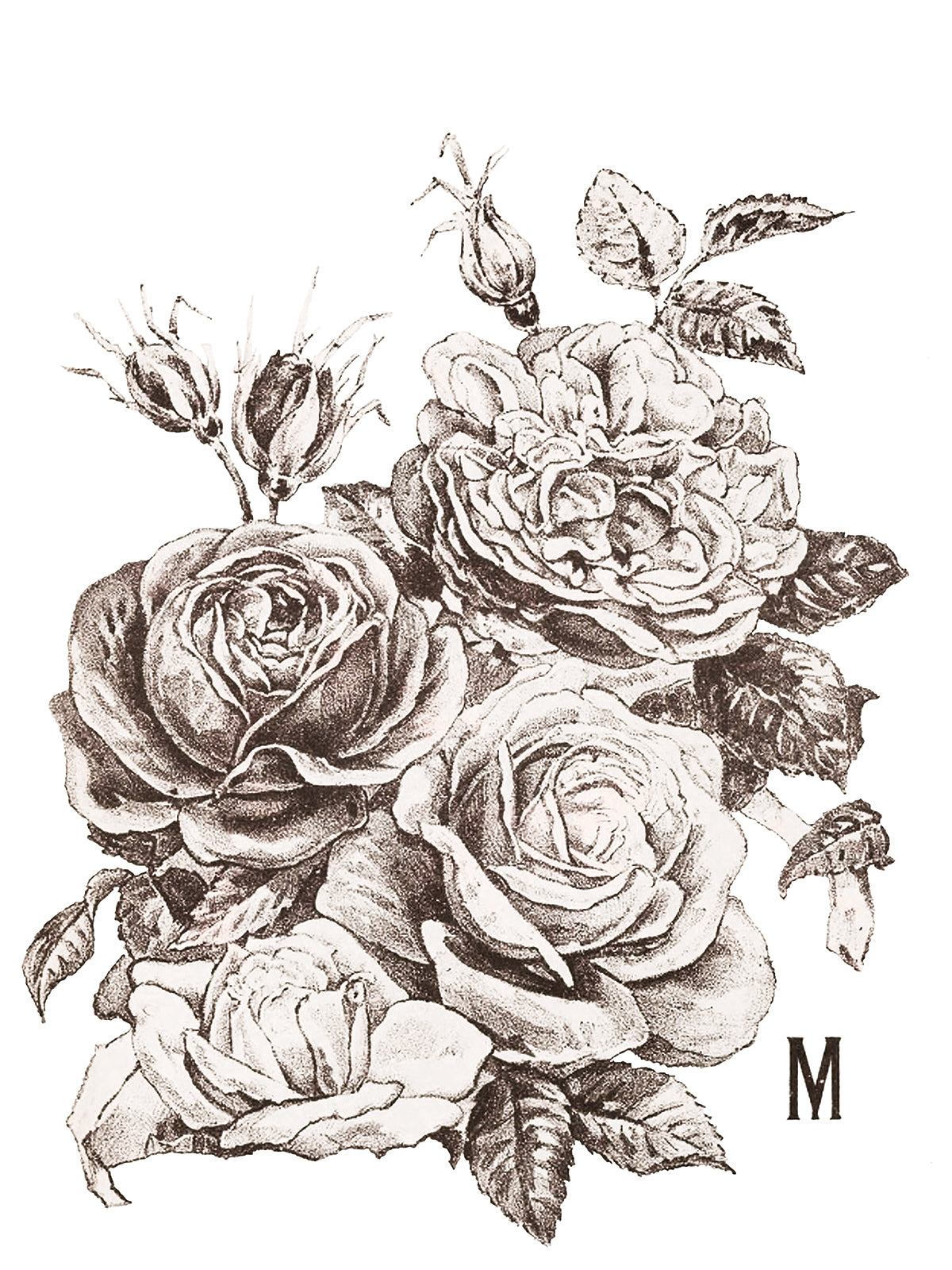IOD Transfer May's Roses