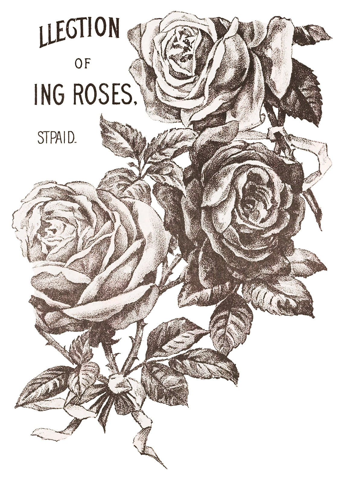 IOD Transfer May's Roses