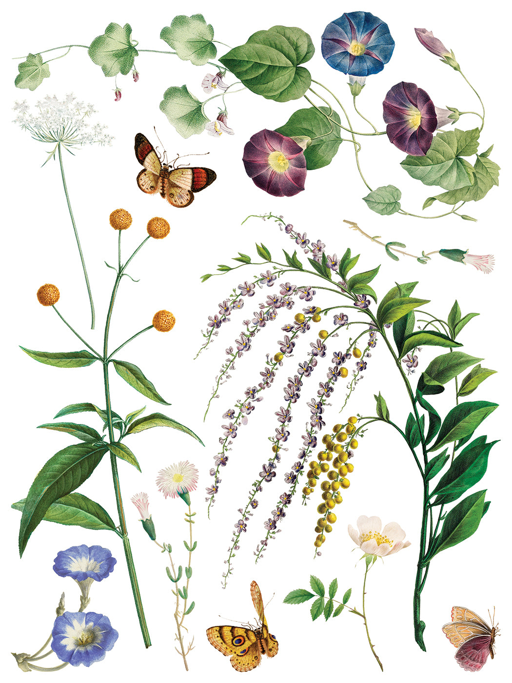 Illustration of various plants and butterflies on a white background
