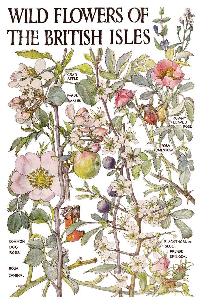 Illustration of wild flowers of the British Isles with plant names labeled.