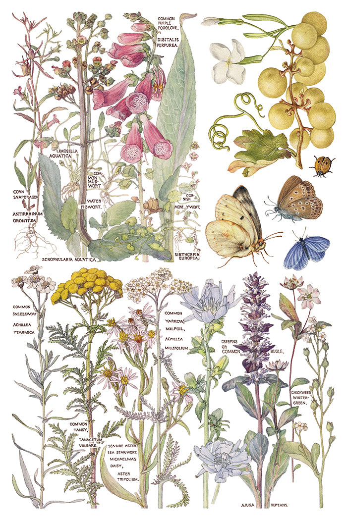 Illustration of various plants and butterflies with labels on a white background