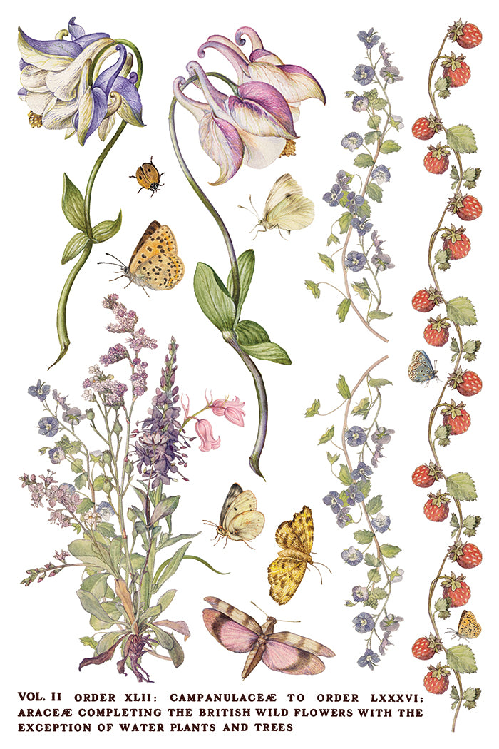 Illustration of various flowers and butterflies on a white background