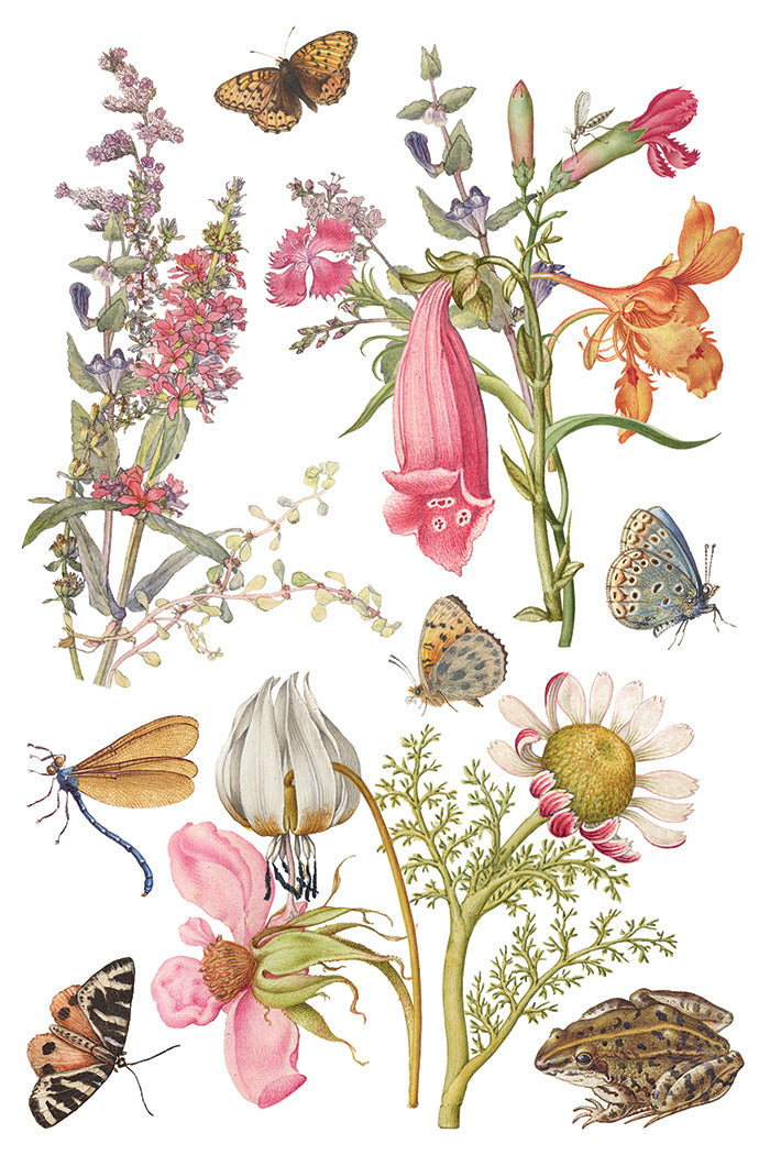 Illustration of various flowers, butterflies, and a frog on a white background