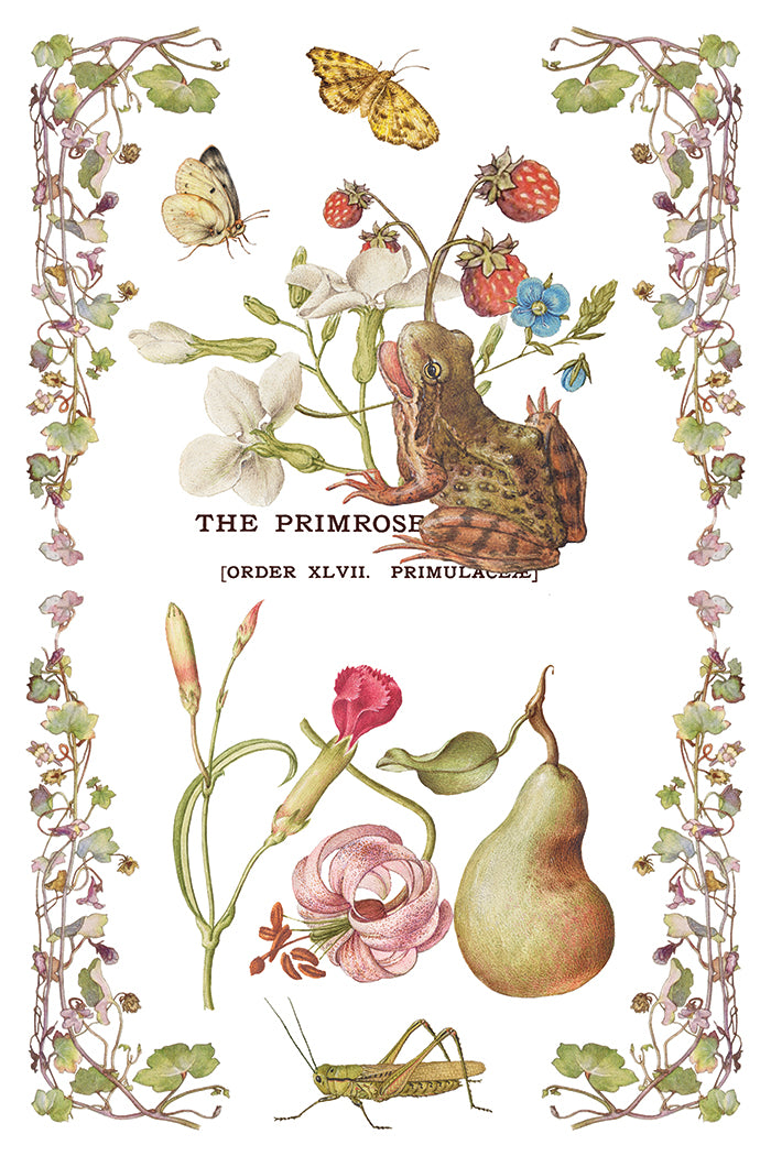 Illustration of a frog among flowers and fruits with text 'The Primrose' at the top.