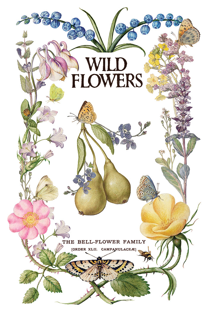 Illustration of wildflowers and fruits with text 'Wild Flowers' and 'The Bell-Flower Family'.