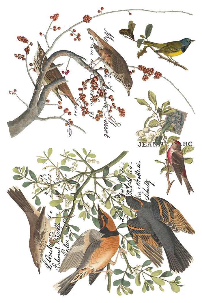 Vintage-style bird illustration print featuring multiple birds perched on branches with leaves and small red berries, arranged on a white background with handwritten text details.